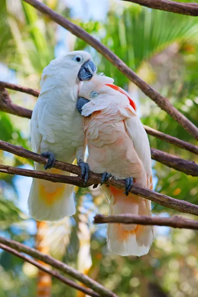 Lovebirds — Stock Photo, Image