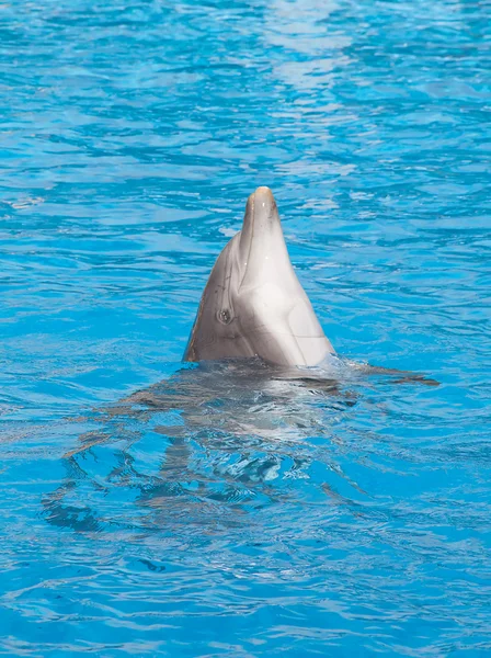宽吻海豚 — 图库照片