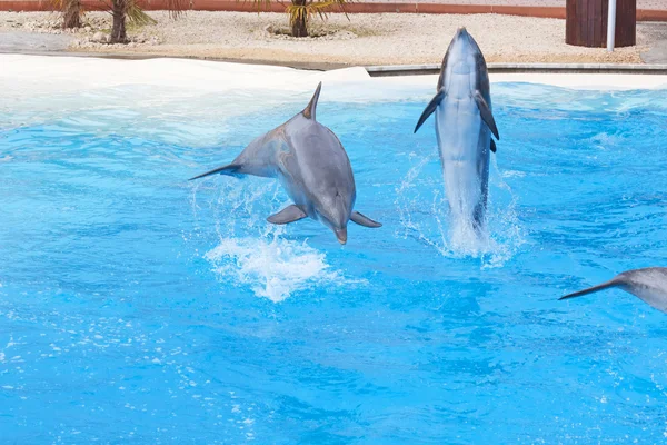 Bottlenose dolphins — Stock Photo, Image