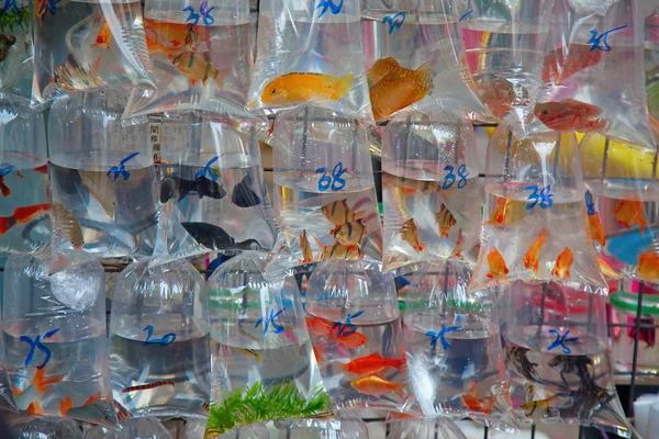 "Fish market" — Stock Photo, Image