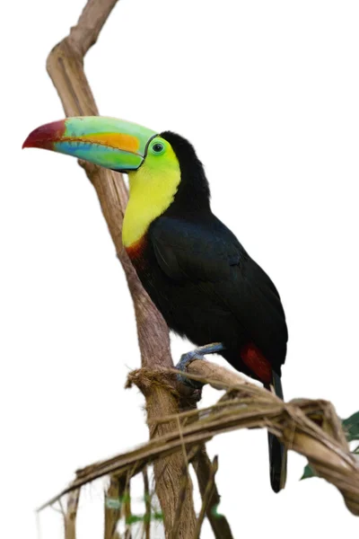 Tucan ptak — Zdjęcie stockowe