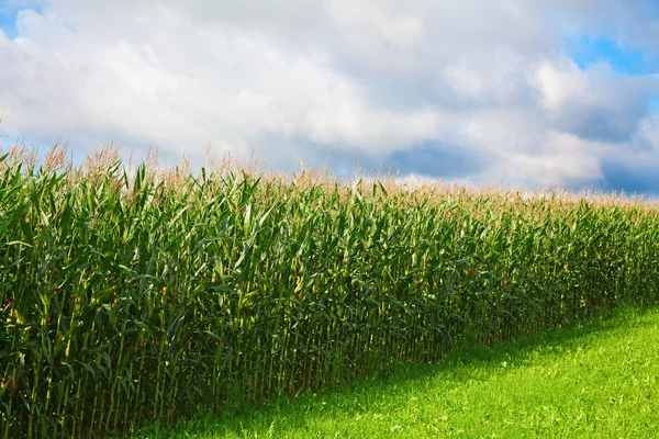 Corn field — Stock Photo, Image