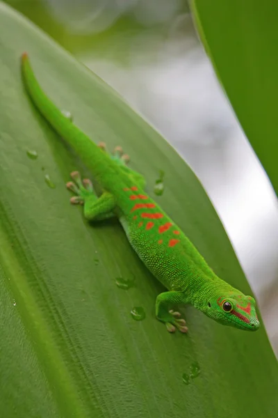 Gecko verde — Foto de Stock