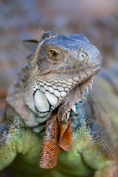 stock image Big iguana