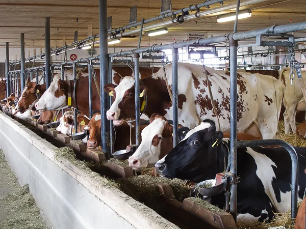 Granja moderna de vacas suizas — Foto de Stock