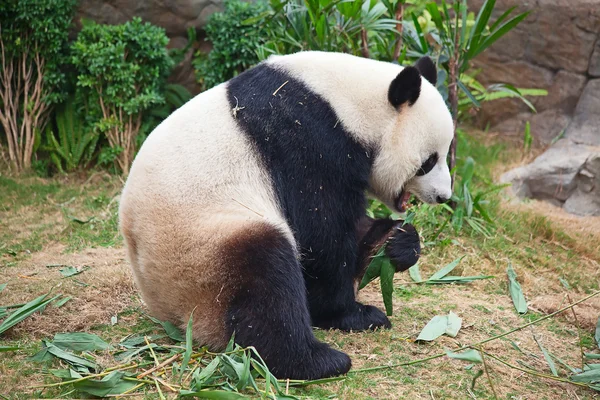 Ведмежа панда — стокове фото