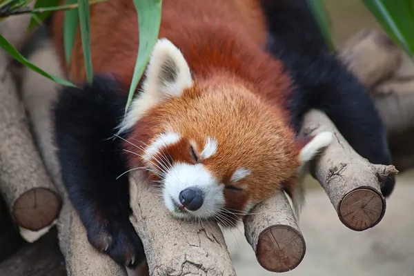 Vörös panda (firefox) — Stock Fotó