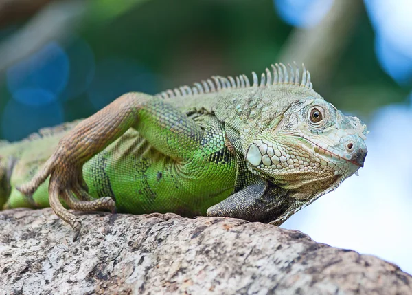Iguana — Fotografia de Stock