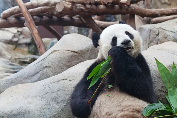 Orso panda — Foto Stock