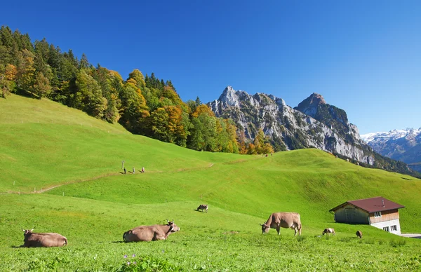 Herfst in Alpen — Stockfoto