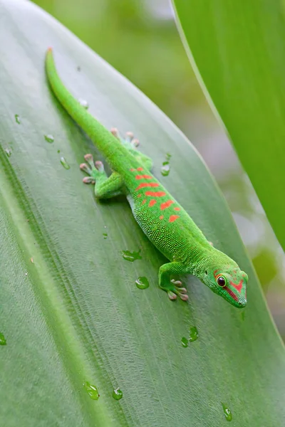 Groene gecko — Stockfoto