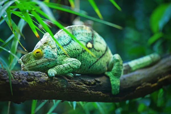 Zielony kameleon mężczyzna — Zdjęcie stockowe