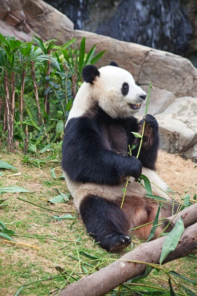 Pandabär Stockbild