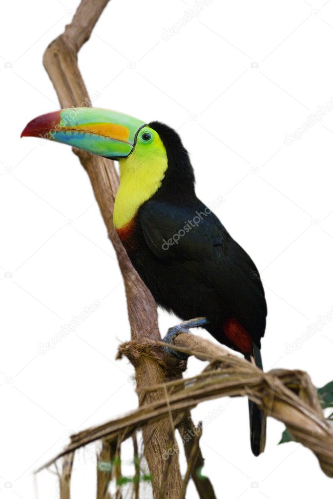 Tucan bird