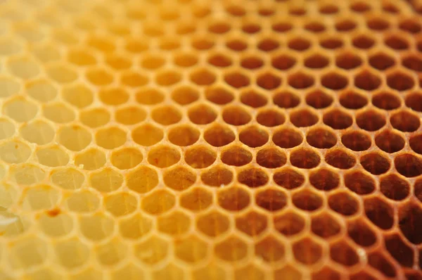 Пчелиный воск — стоковое фото