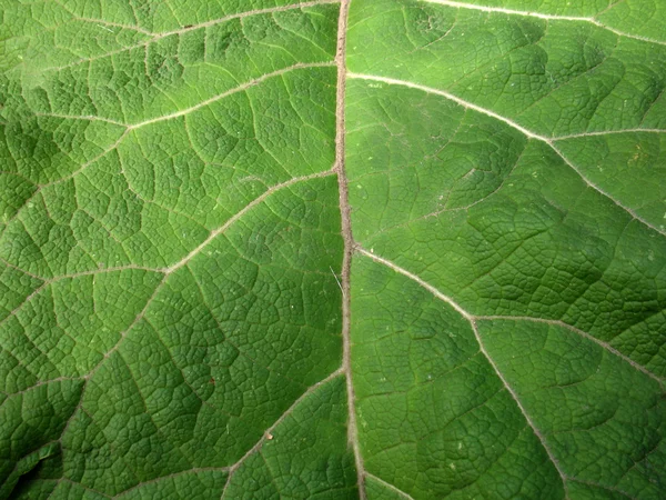 Strukturen i grönt blad — Stockfoto