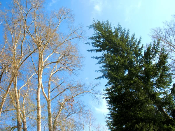 Árboles y cielo azul — Foto de Stock