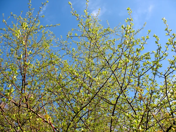 Ağaç ve mavi gökyüzü Şubesi — Stok fotoğraf