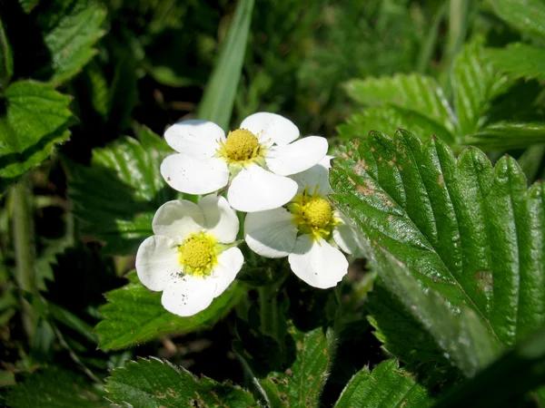 딸기의 흰 꽃 — 스톡 사진