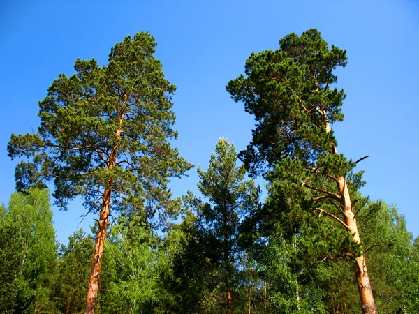 Stromy a modrá obloha — Stock fotografie