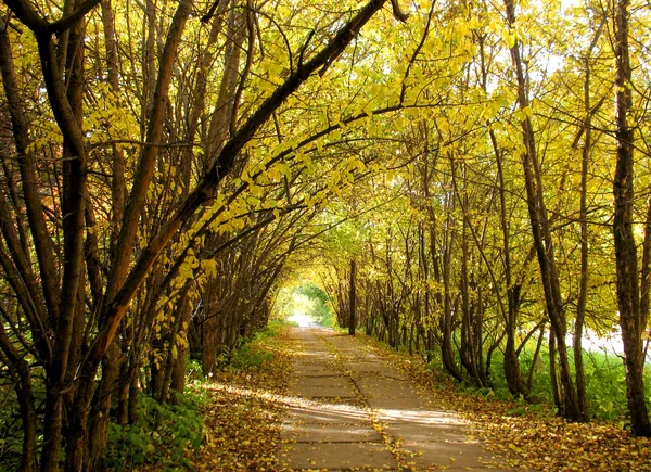 stock image Autumn trees on a alley