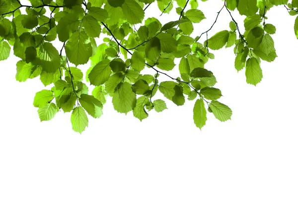 Zielona gałązka na białym tle — Zdjęcie stockowe