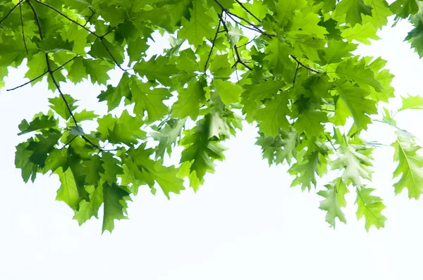 Branche verte isolée — Photo