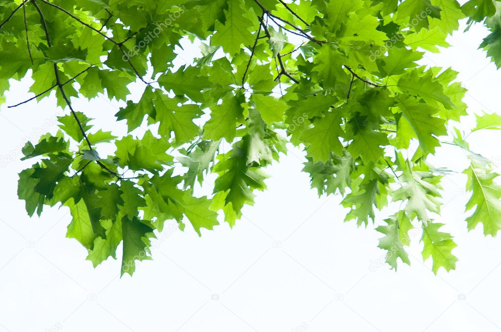 Green branch isolated