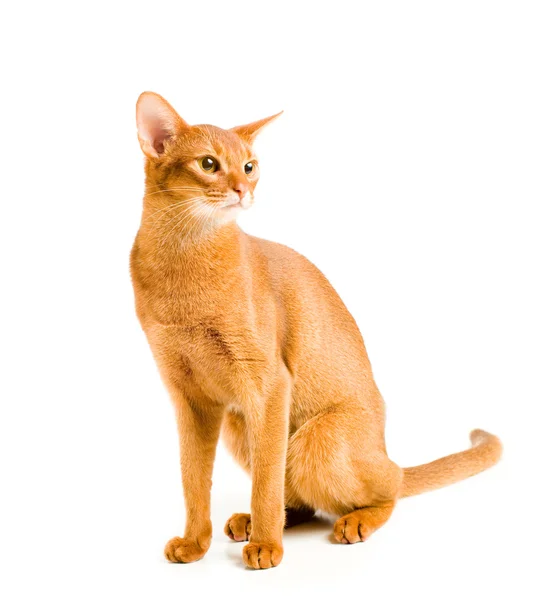 Abessinische Katze lizenzfreie Stockbilder