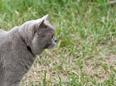 mesafe içine İngiliz kedi görünüyor.