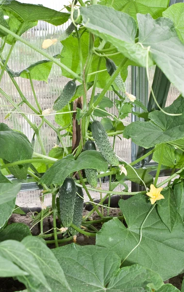 Små gurkor odlas i växthus. — Stockfoto
