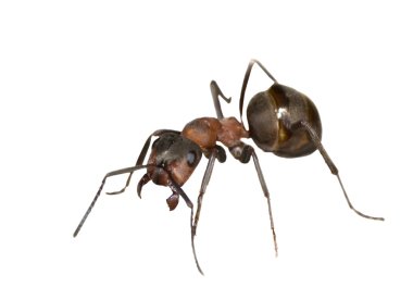 Single brown ant clipart