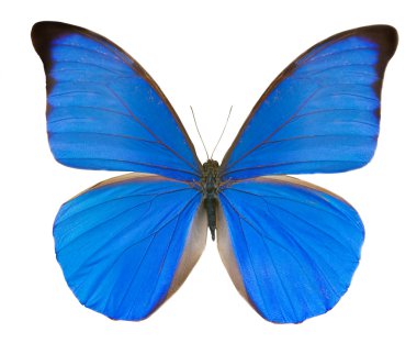 Tropical blue butterfly clipart