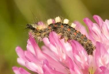 Caterpillar Pembe çiçek