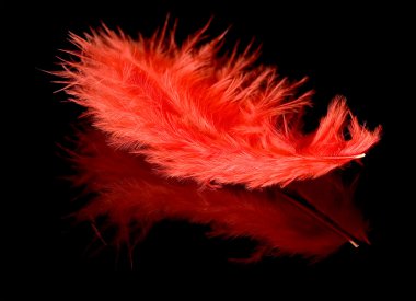 Red feather with reflection clipart