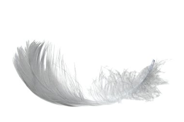 Light swan feather