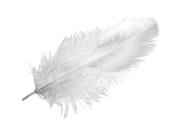 Feather upper side clipart