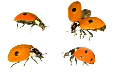 Ladybugs isolated on white clipart