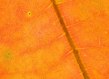 Turuncu maple leaf makro