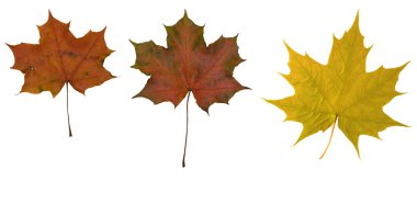 Three maple leaves clipart