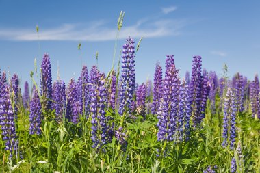 Purple lupine flowers clipart