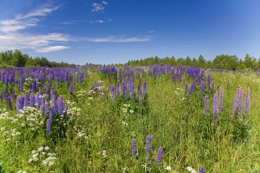 Lilac lupine field clipart