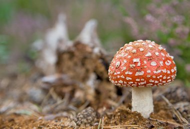 Fly-agaric on pink and green clipart