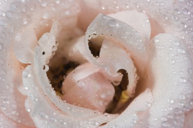 Light rose and drops clipart