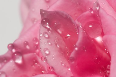 Rose petals in drops clipart