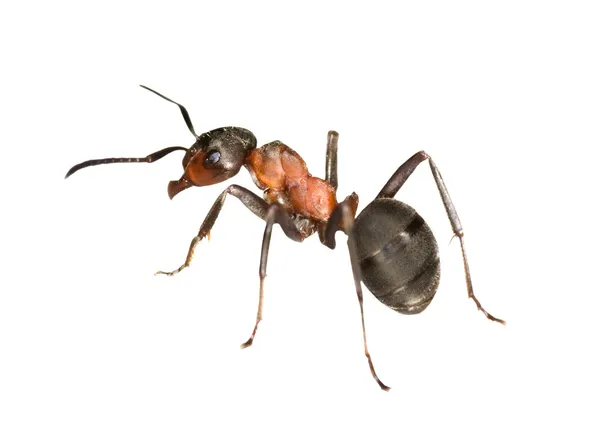 Δάσος μυρμήγκι αριστερή πλευρά — Φωτογραφία Αρχείου