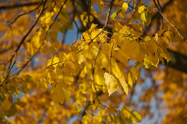 Autumn branch on yellow — Stock Photo, Image