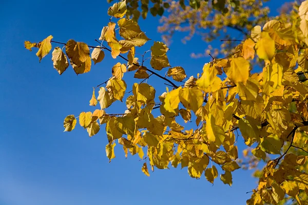 Zlatý podzim větev — Stock fotografie