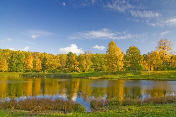 Gold autumn trees — Stock Photo, Image