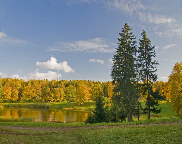 Herfst landschap met sparren — Stockfoto